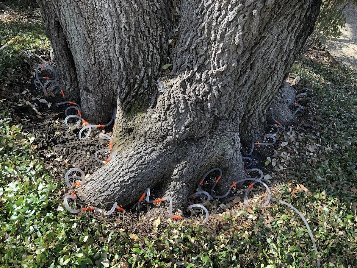 Detailed Tree Cabling and Bracing job site in Fox River Grove