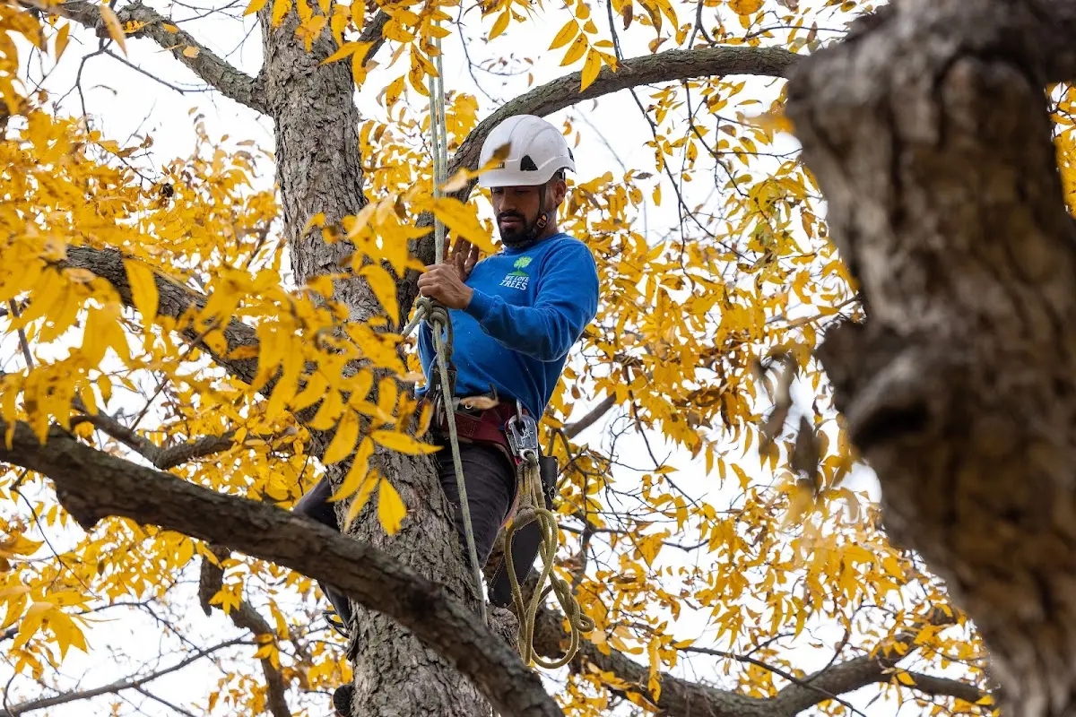 Skilled Tree Transplanting crew working in Fox River Grove